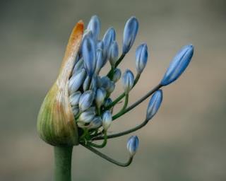 室内绿洲：植物盆栽独家揭秘