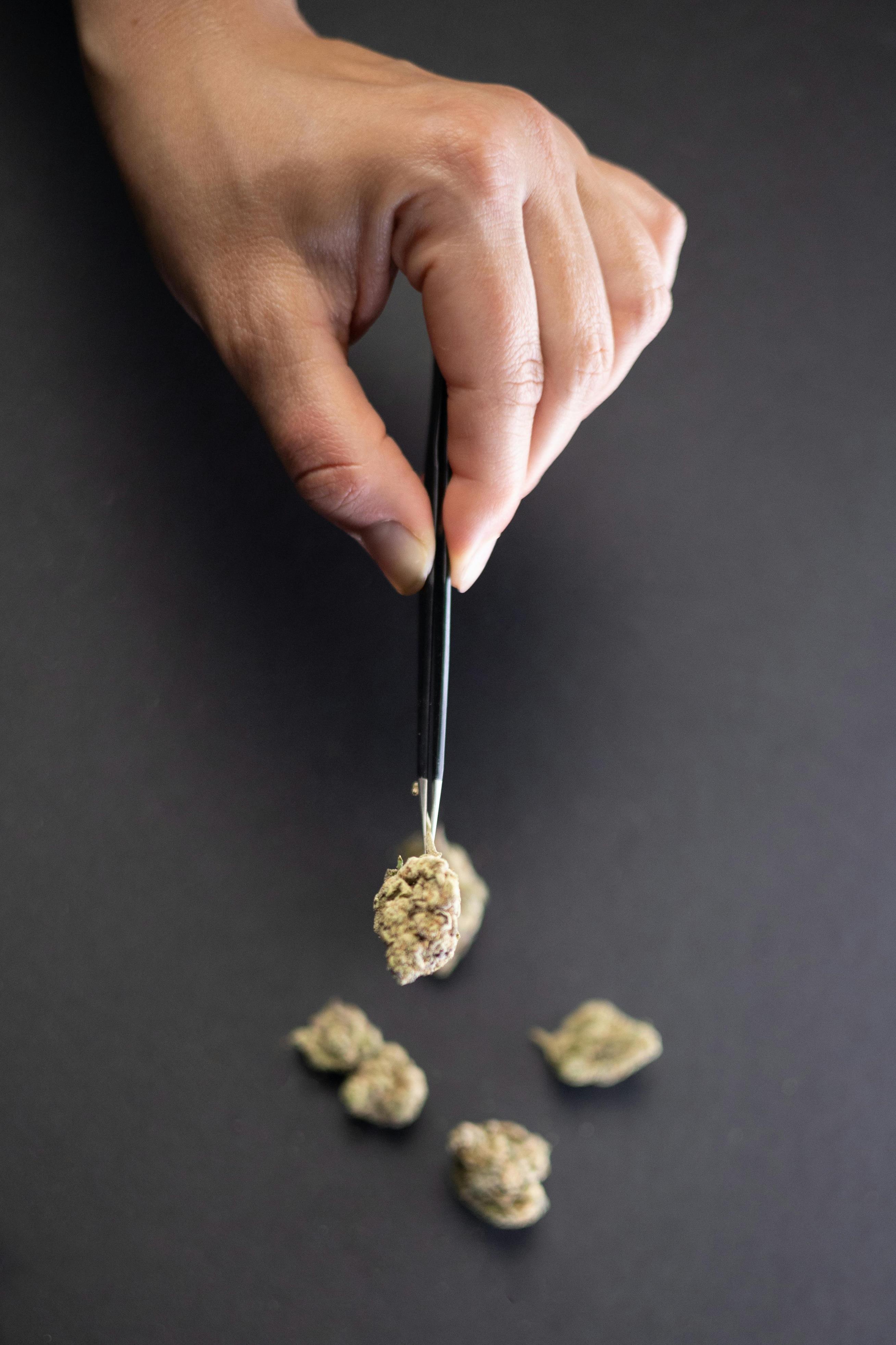 揭秘树木的秘密：独家树木命名指南
