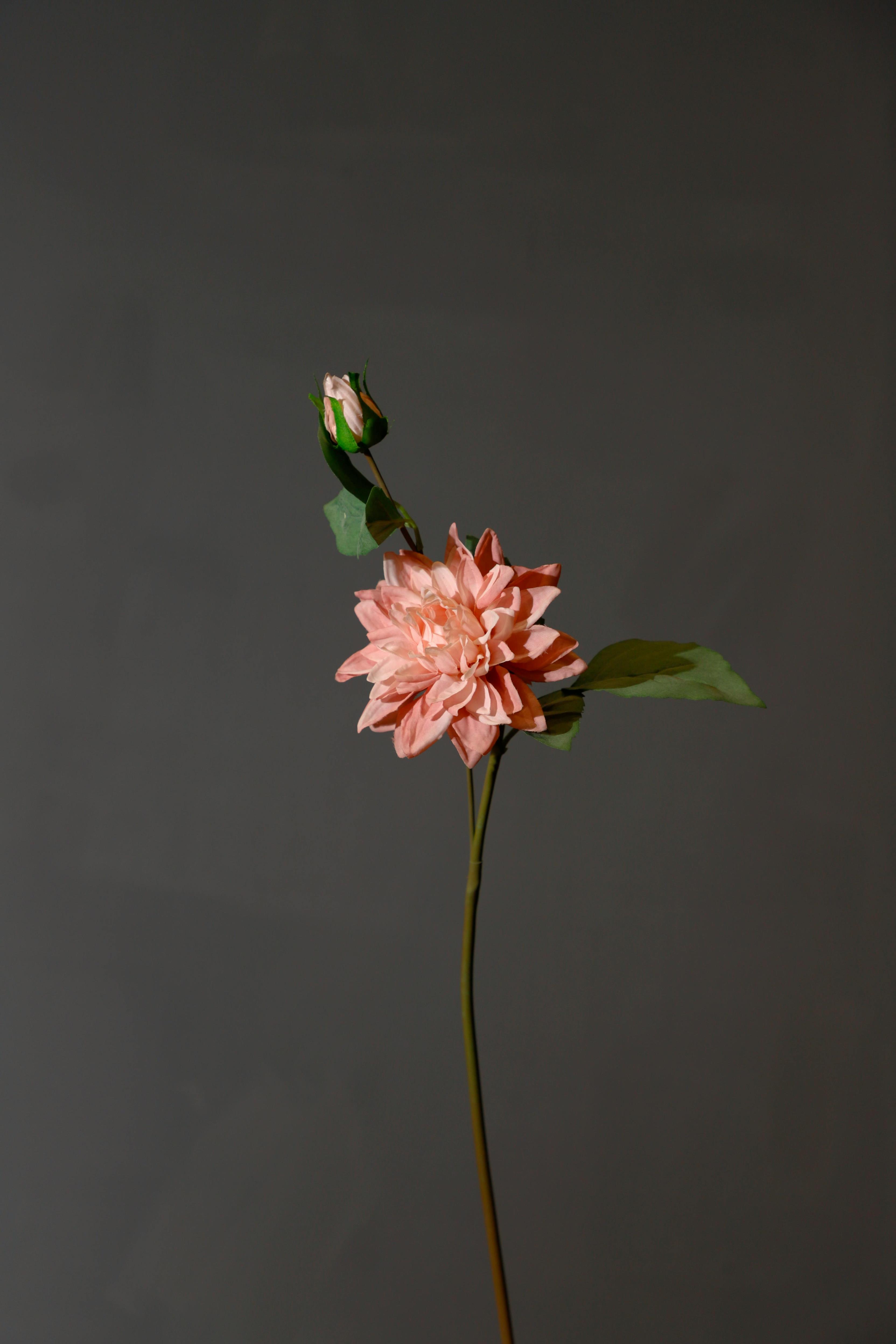 盆栽花卉点评指南