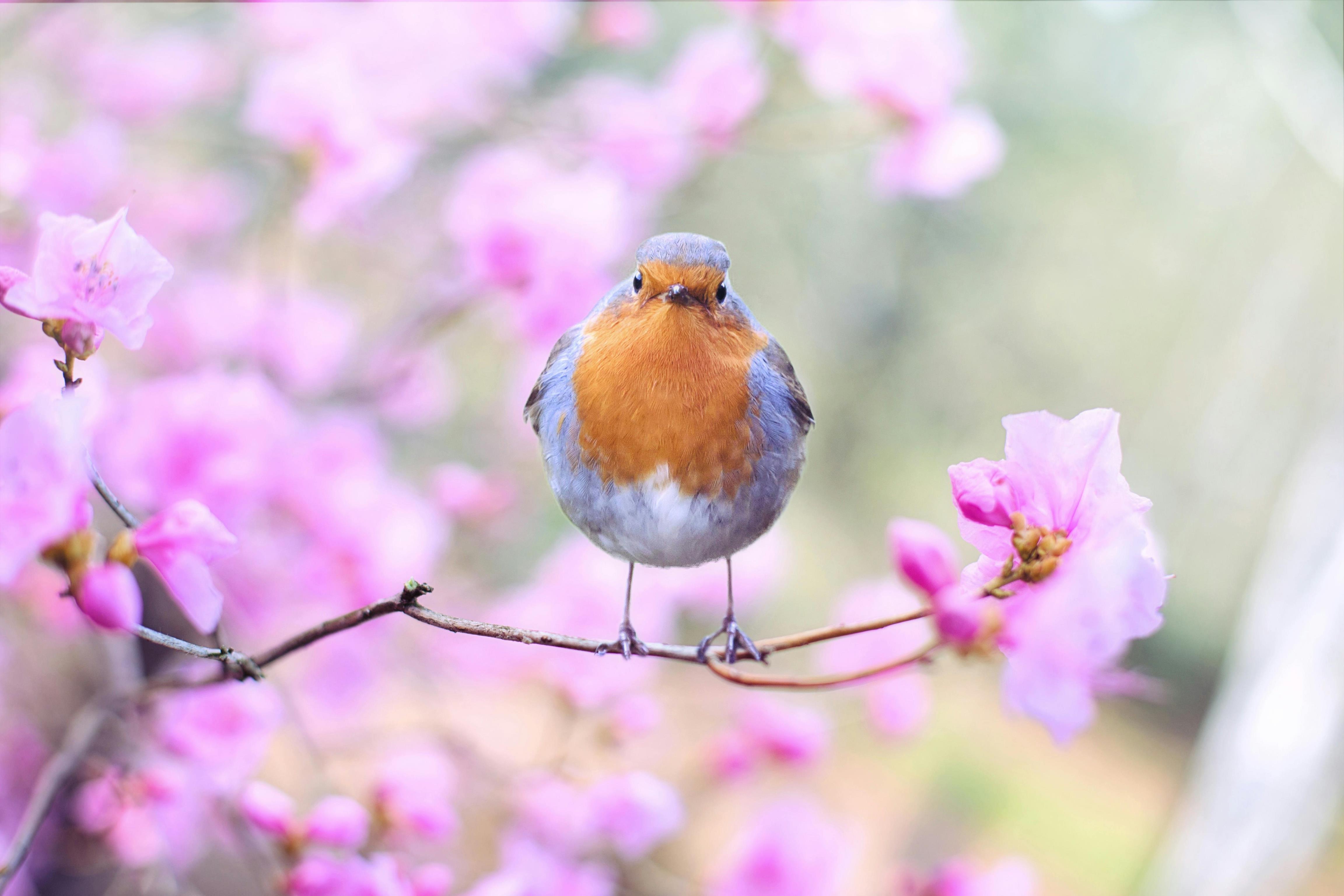 自然界的隐秘：为何绿花鲜见