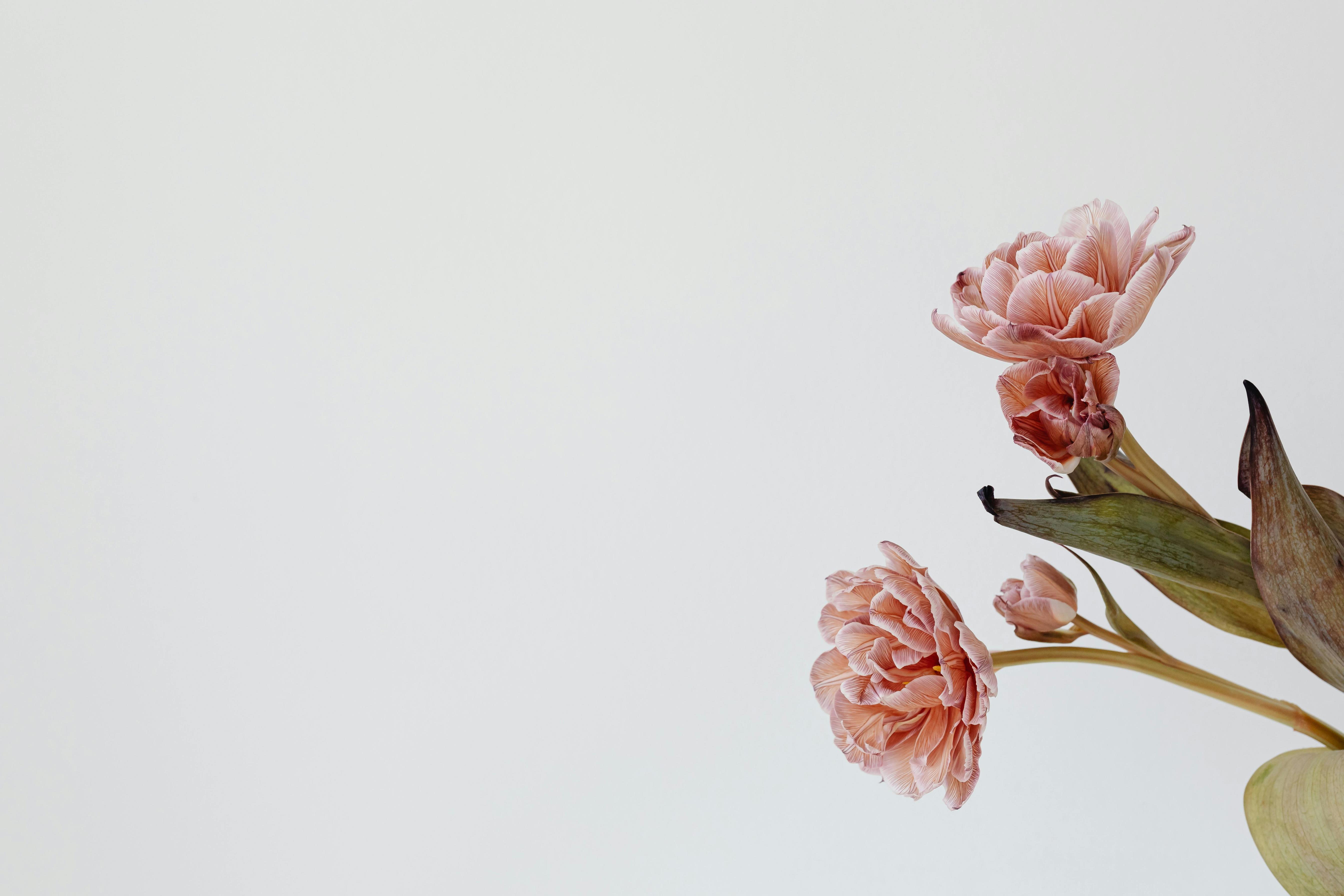 揭秘“花中四君子”：梅兰竹菊的文化意蕴解析