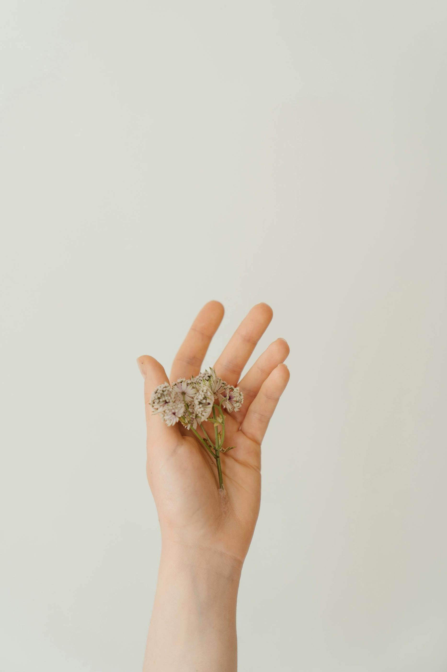 特别报道：探秘梅花的深层寓意与象征