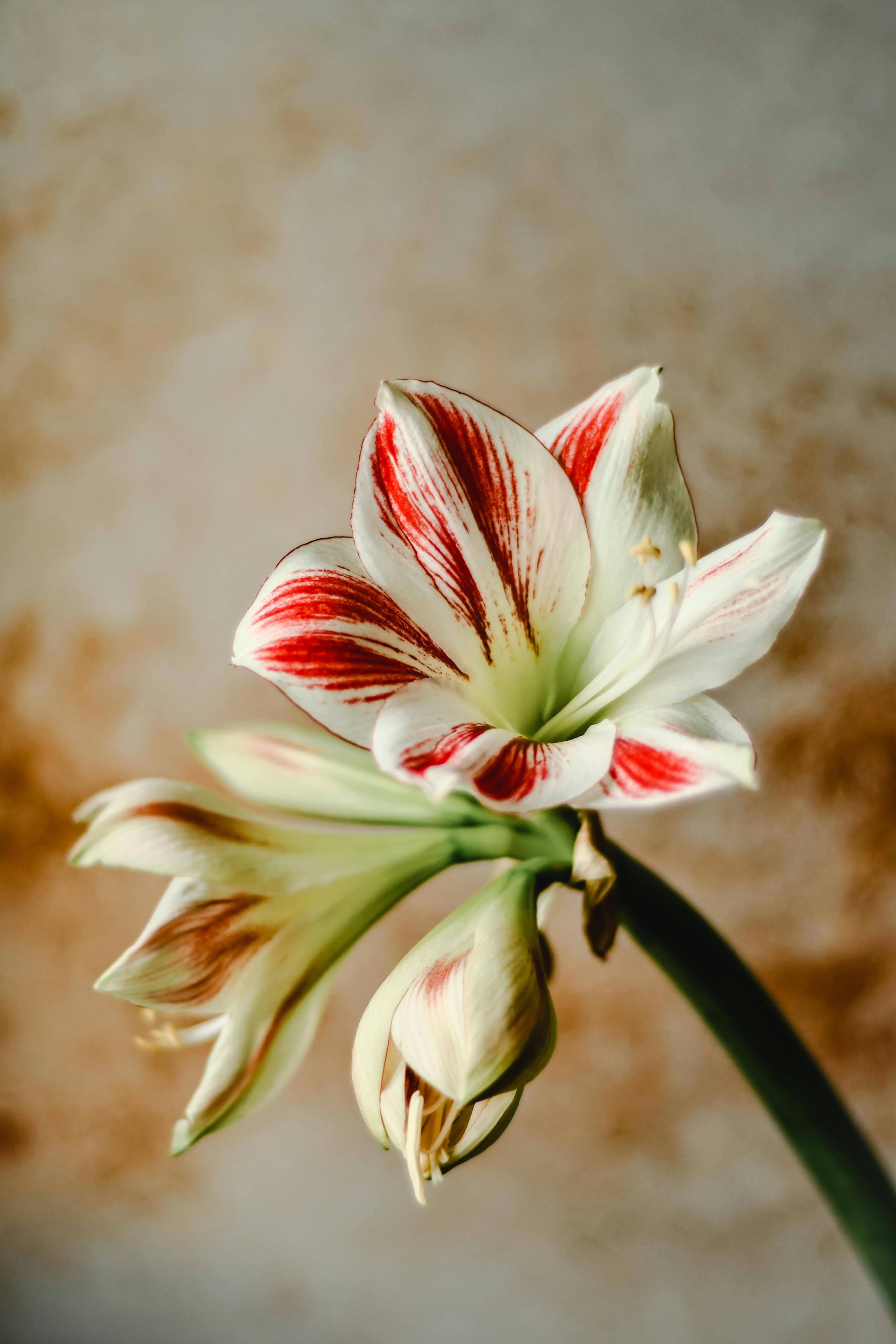 花中君子指兰花？文化象征揭晓