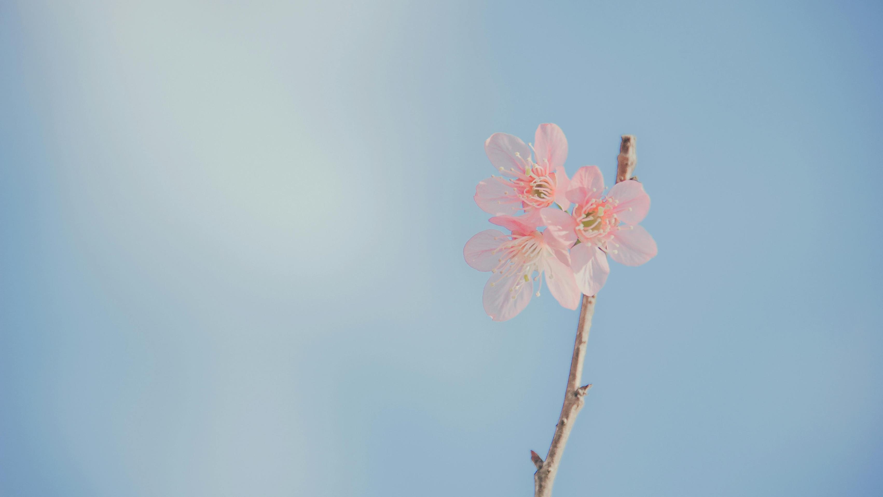 锡城之花探秘：深度解读无锡市花！