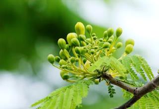 盆栽植物：迷你花园，无限生机！
